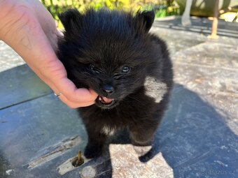 Německý Trpasličí špic/ pomerian- štěňátko - 5