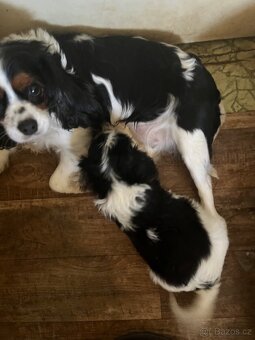 Kavalír king charles Španěl - 5