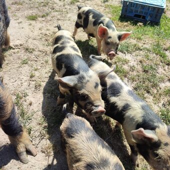 Kune kune - 5