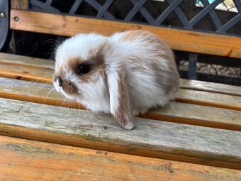 Mláďata mini lop králíčci - 5