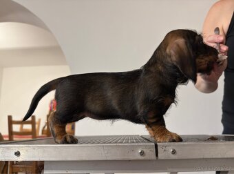 Jezevčík drsnosrstý - 5