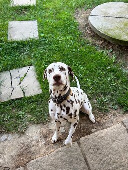 Krytí dalmatin hnědý - 5