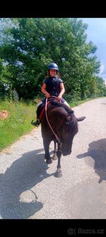 Wpbr/QH pony 9 let - 5
