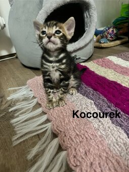 Bengálská kočka - 5
