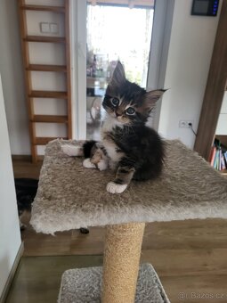 Mainská mývalí koťátka bez pp - 5