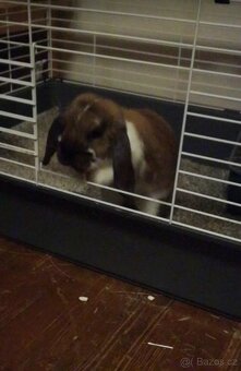 Prodám králíčka - zakrslý beránek (minilop) i s klecí - 5