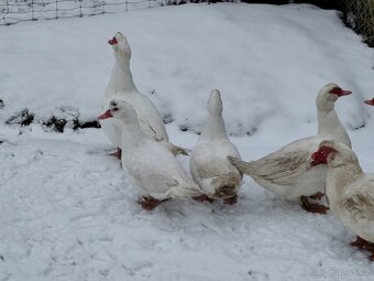 Kachna pižmová - 5