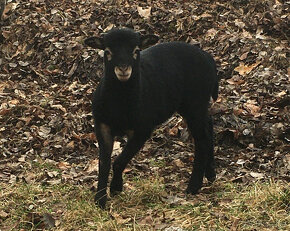 2 beránky Kamerunské ovce - 5