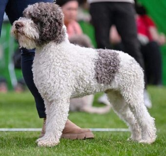 Lagotto romagnolo - štěňata - 5