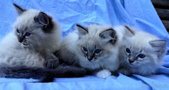 Ragdoll koťata - 5