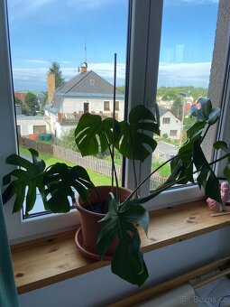 Monstera - 5
