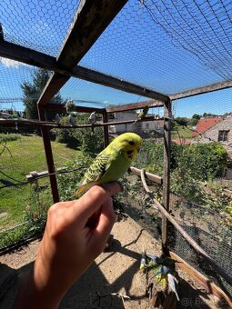 Andulka vlnkovaná - 5