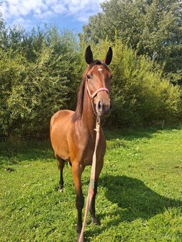 Dvouletá klisnička - 5