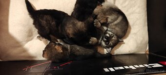 Atraktivní štěňata - 5