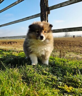 Sheltie/Šeltie - 5
