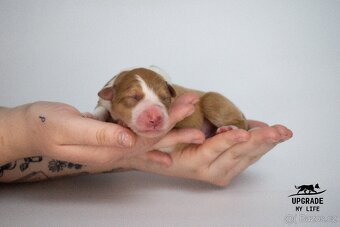 Border kolie s PP – štěňátka - 5