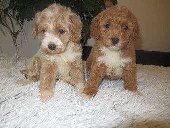 Maltipoo štěňátka - 5