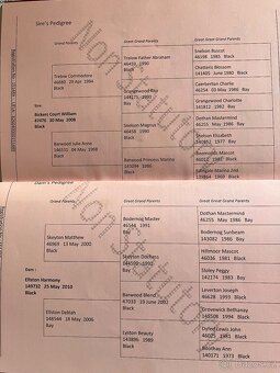 Shire horse 2 kobyly - 5