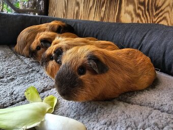 Morče s kalifornskou kresbou - 5