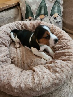 Štěňata bigla - 5