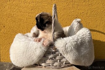 Stenatko kratkosrsty pekinezer - 5