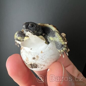 Suchozemská želva + vybavení k chovu - 5