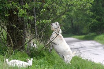 Kozel bílý krátkosrstý s POP - 5