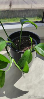 Pokojová rostlina Epipremnum/šplhavnice/pothos - 5