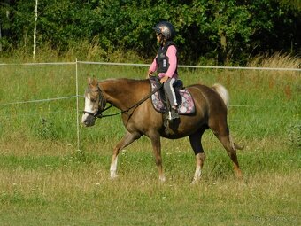 pony klisna - 5