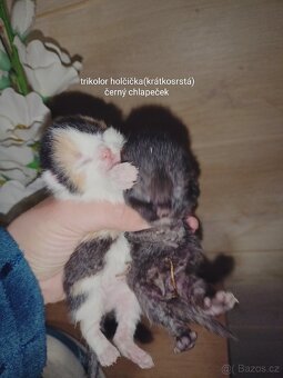 Britská koťátka - 5