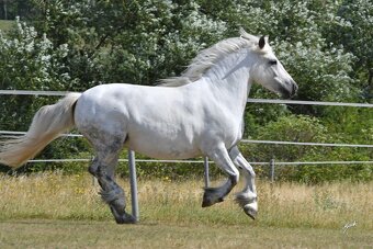 Fellský pony - top klisna - 5
