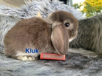 ❤️❤️Minilop Kralicek Beránek mimi k rezervaci - 5