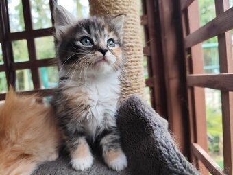 Mainská mývalí x ragdoll - 5