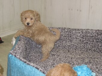 Maltipoo štěňátka - 5