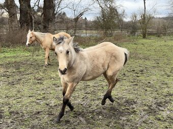 buckskin QH hřebeček, 1 rok, 6 panel test N/N - 5