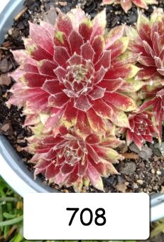 Netřesky, rozchodníky, delosperma na balkón i na zahradu - 5