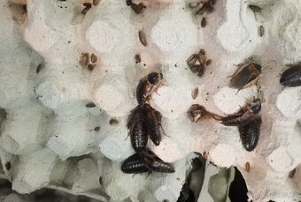 3x Agama vousatá, 3x terárium, 3x box s Blaptica dubia - 5