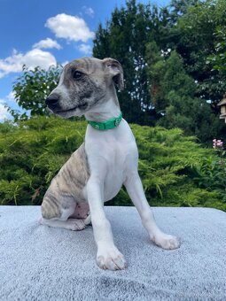 Whippet s PP - 5