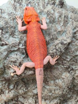 Agama vousatá Coral - 5