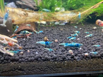 Sladkovodní krevetky - 5