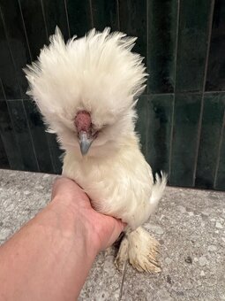 Hedvabnicka USA kohoutek - 5