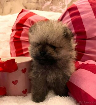 Pomeranian Mini - 5