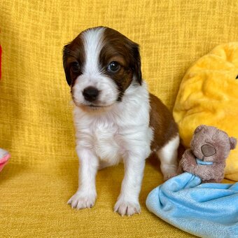 Šteňátka Kooikerhondje – Holandský vábič kačiek - 5