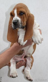 Basset hound-baset - 5