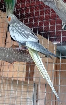 Korela chocholatá - 5