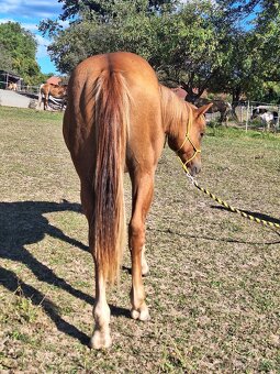Hřebeček AQH X HFL - roční - 5