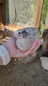 Násadová křepelčí vejce, vajíčka - 5