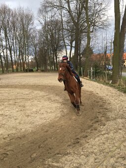 Ustájení koní - 5