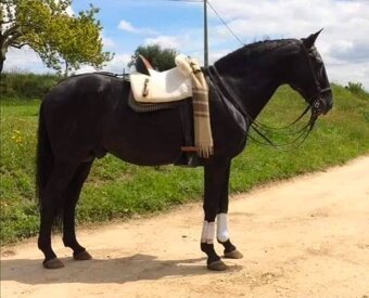 Černý LUSITANO - připouštění - 5