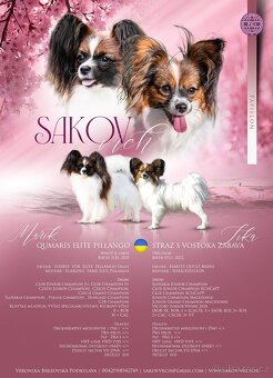 Papillon psík s rodokmeňom - 5